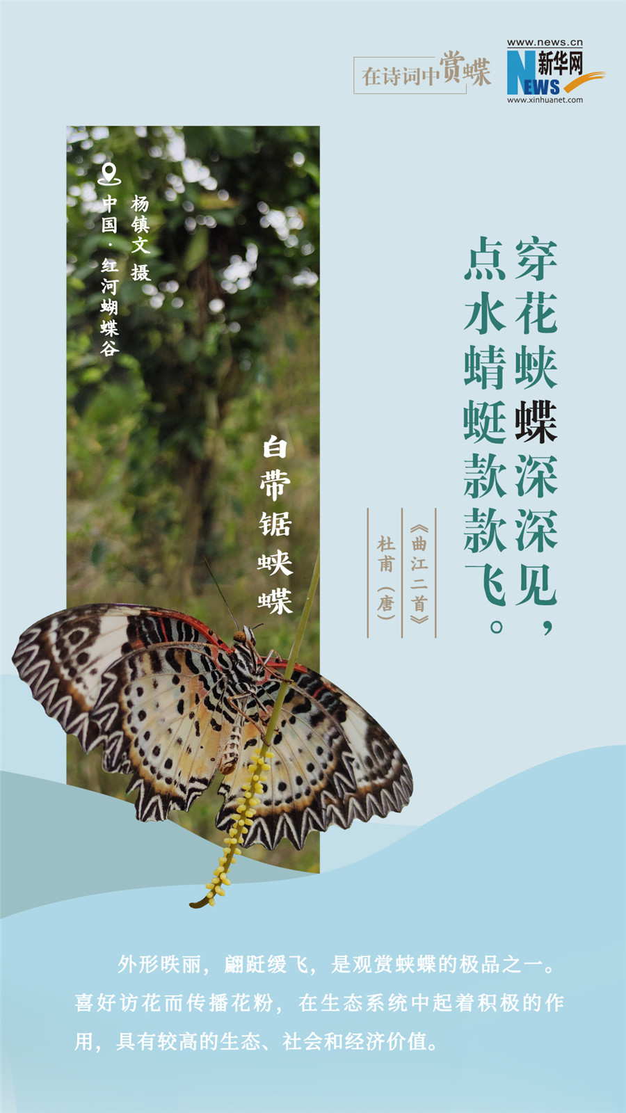 創(chuàng)意海報|在詩詞中賞蝶:翩翩舞態(tài) 詩以詠蝶