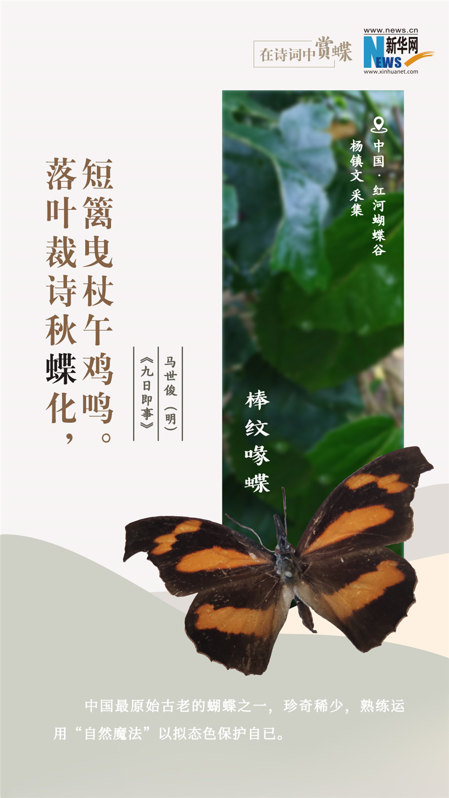 創(chuàng)意海報|在詩詞中賞蝶:翩翩舞態(tài) 詩以詠蝶