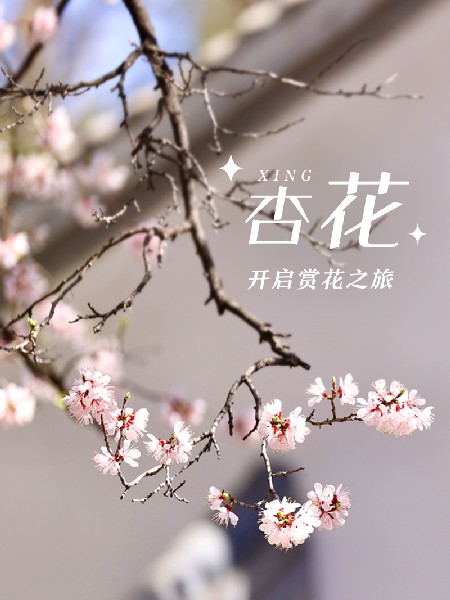追花指南第六期！杏花雨 楊柳風(fēng) 北京最美的杏花在這里