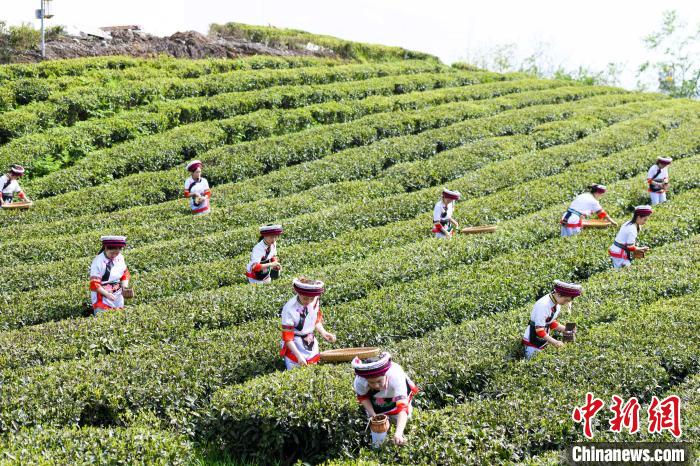 眾多白族村民身著民族服飾走進茶園采摘?！钊A峰 攝