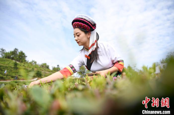 白族村民身著民族服飾采摘白茶。　楊華峰 攝