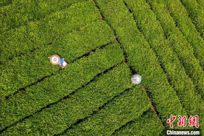 茶農(nóng)正在采摘新鮮茶葉。　唐哲 攝
