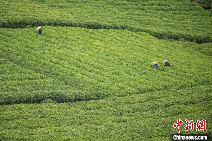 茶農(nóng)采摘谷雨茶?！√普?攝