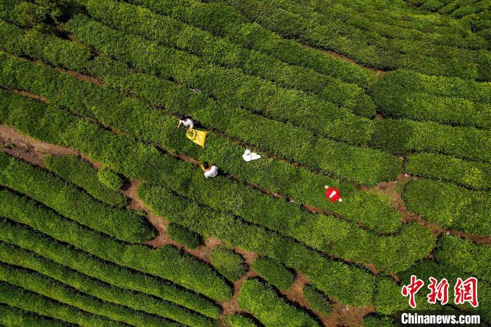 茶農(nóng)正在采摘新鮮茶葉。　唐哲 攝