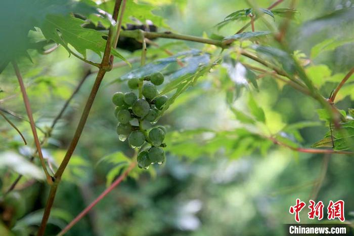 野生動物在北京：如何筑牢生物多樣性“保護網(wǎng)”？