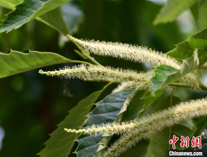 毛茸茸的栗花?！『略破?攝