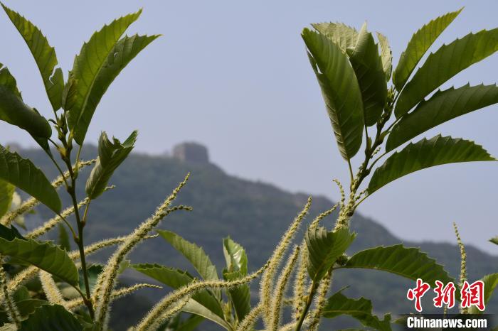 長城腳下，“栗”花盛開。　郝云崎 攝