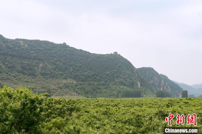 長城腳下萬畝栗花綻放，散發(fā)出淡淡清香?！『略破?攝