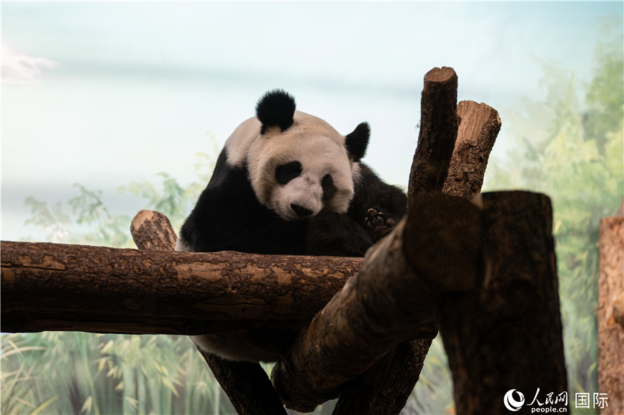 無比可愛的大熊貓“丁丁”。人民網(wǎng)記者 翁奇羽攝