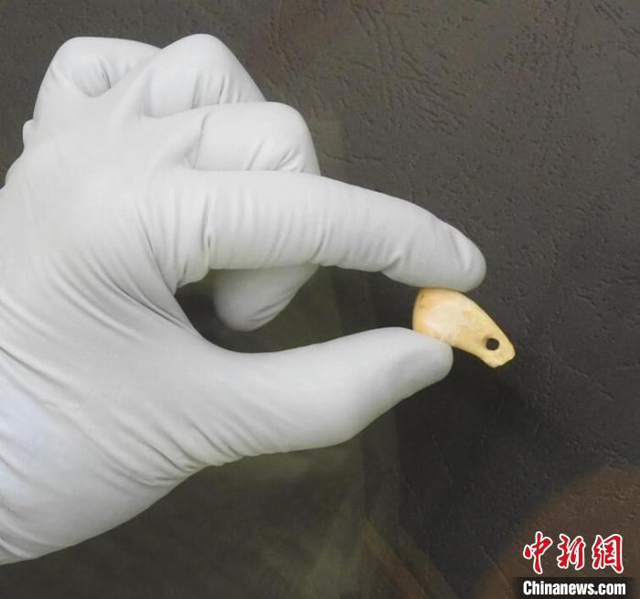 打孔鹿牙墜飾提取DNA后(圖片來自馬克斯·普朗克演化人類學(xué)研究所)。　施普林格·自然 供圖