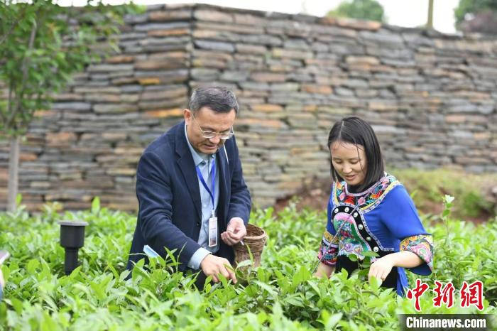 東盟國家媒體記者在辰龍關(guān)茶園采茶?！钊A峰 攝