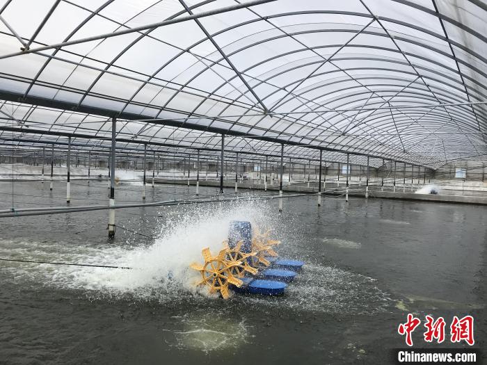 南美白對蝦養(yǎng)殖基地?！∠笊轿r蟹科技小院供圖