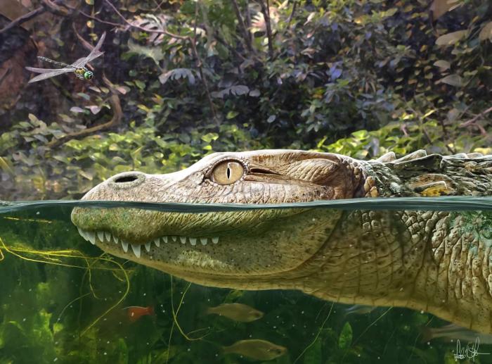 Alligator munensis藝術(shù)復(fù)原圖(圖片來自Márton Szabó)。　施普林格·自然 供圖