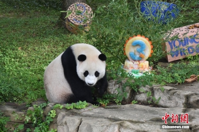 當(dāng)?shù)貢r(shí)間8月21日，旅美大熊貓幼崽“小奇跡”迎來(lái)3周歲生日。華盛頓國(guó)家動(dòng)物園給“小奇跡”舉辦了“生日派對(duì)”，眾多游客前來(lái)給“小奇跡”慶生。<a target='_blank' href='/'><p  align=