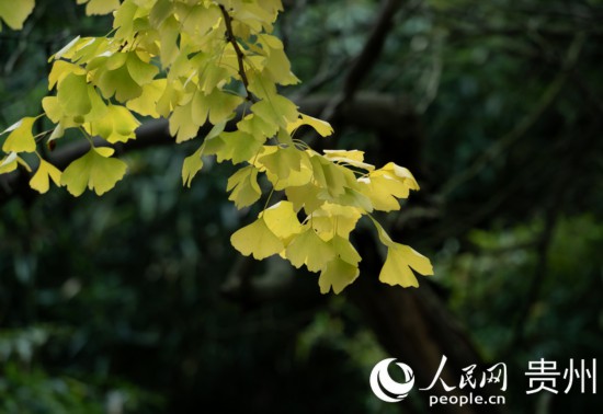 觀山湖公園秋意漸濃。人民網(wǎng) 陽(yáng)茜攝