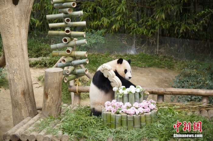 資料圖：旅韓大熊貓“福寶”。<a target='_blank' href='/'><p  align=