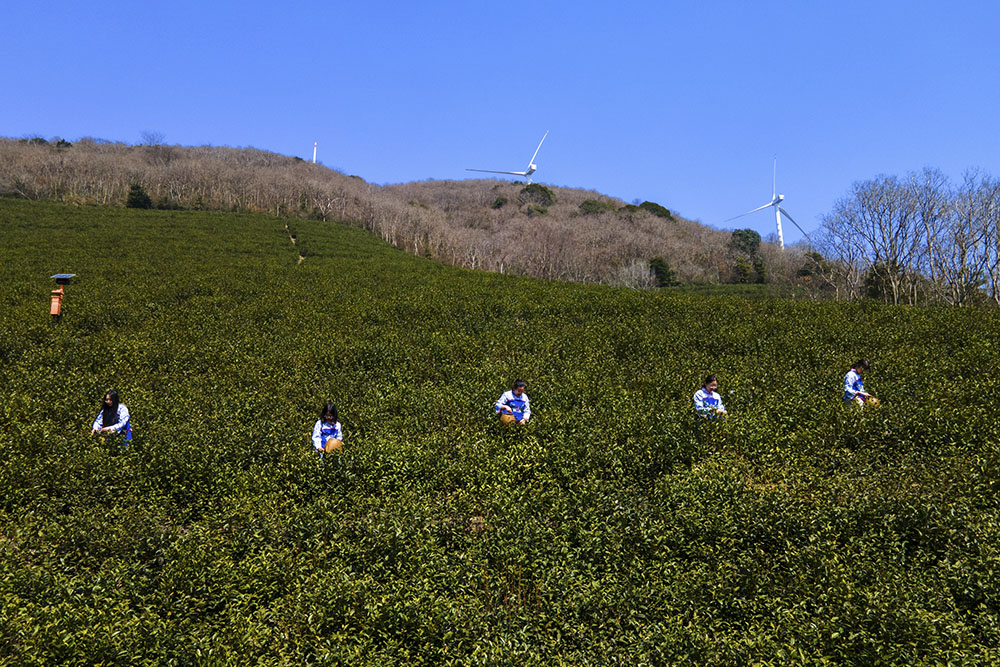 茶農(nóng)們搶抓晴好天氣采摘春茶。楊云中攝
