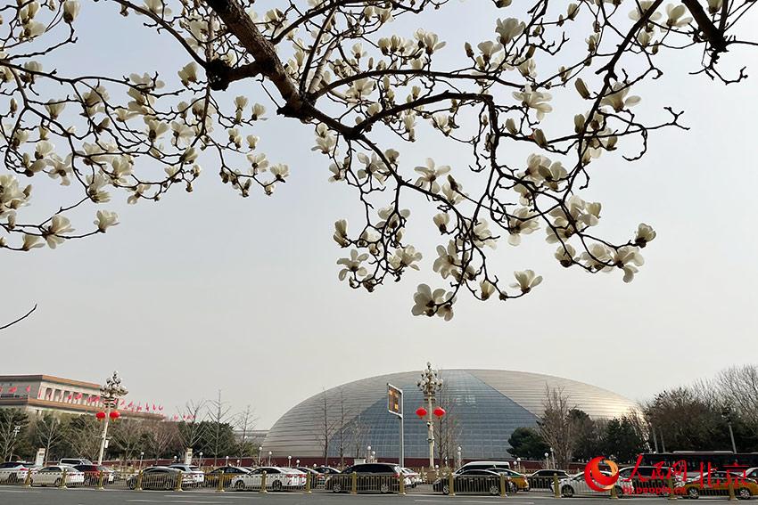 長安街畔玉蘭綻放。人民網(wǎng) 尹星云攝