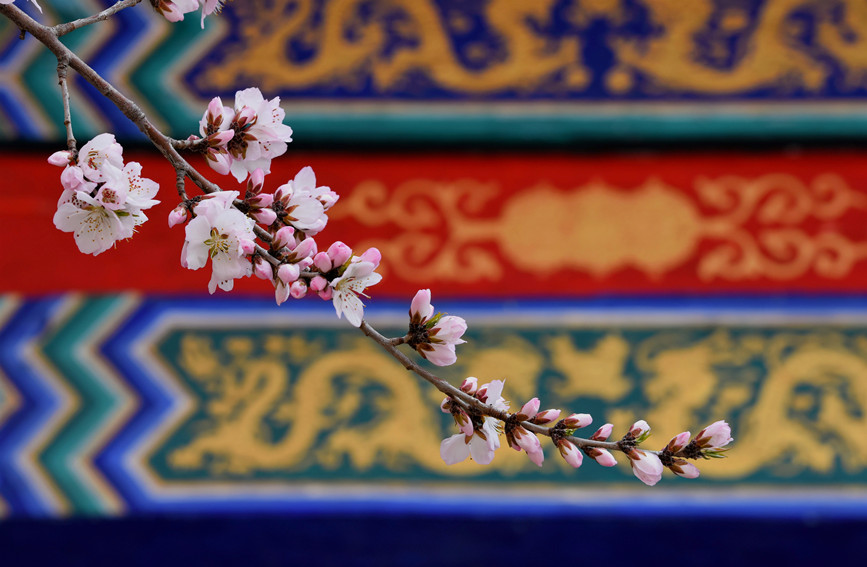 “云”賞桃花相映紅。紅橋區(qū)委宣傳部供圖