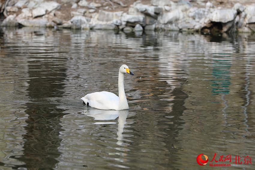 北京動(dòng)物園水禽湖上，水鳥游弋其中，傳遞春的消息。人民網(wǎng) 尹星云攝
