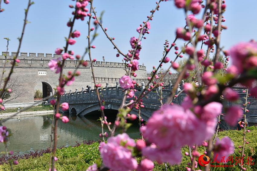 古城花開(kāi)春意濃。 人民網(wǎng) 朱鵬濤攝