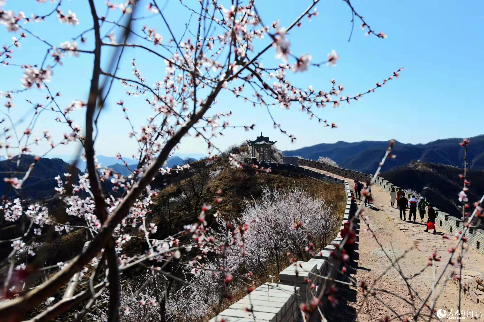 邢臺(tái)九龍峽景區(qū)鮮花盛開。 馬健攝