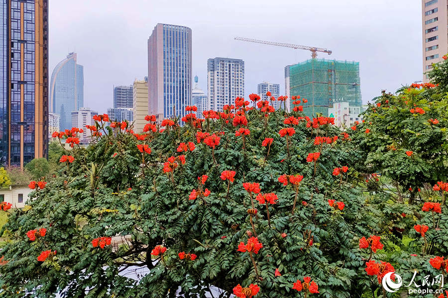 廈門(mén)火焰木進(jìn)入盛放期。人民網(wǎng) 陳博攝