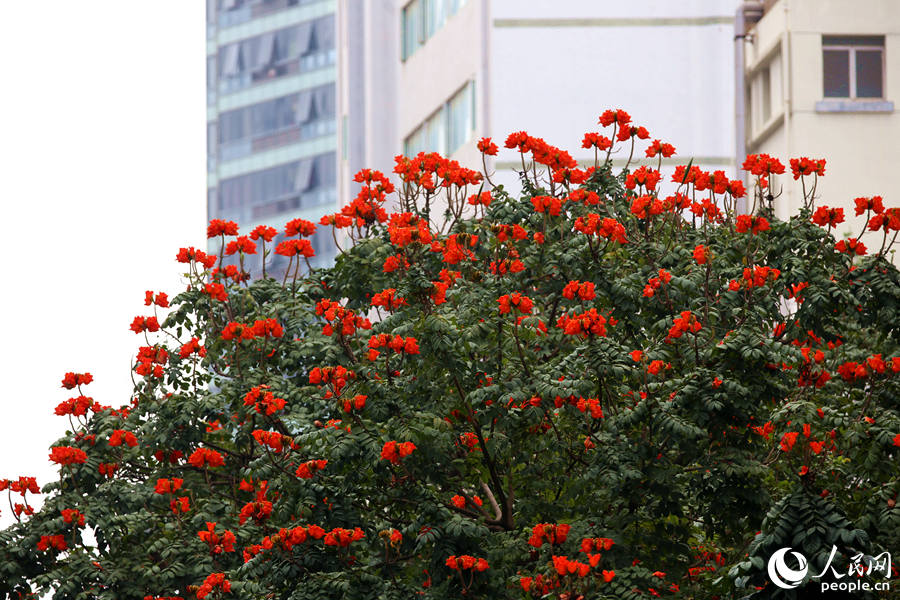 廈門(mén)市金榜公園旁的火焰木滿樹(shù)繁花。人民網(wǎng) 陳博攝