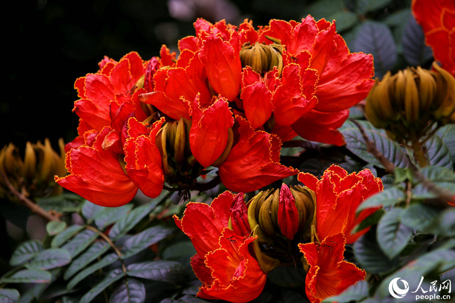 一朵朵紅花在枝葉頂端綻放。人民網(wǎng) 陳博攝