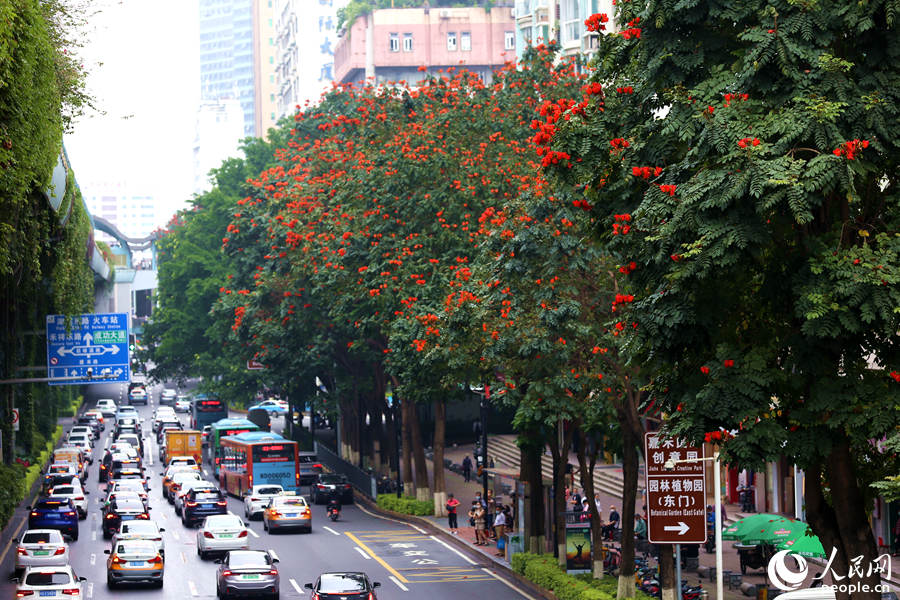 廈禾路兩側(cè)的行道樹(shù)頂猶如披上一層紅紗。人民網(wǎng) 陳博攝