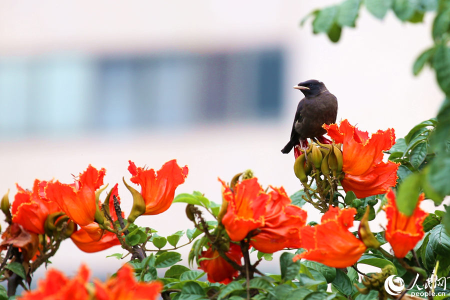 一只小鳥(niǎo)在火焰木花朵間眺望。人民網(wǎng) 陳博攝
