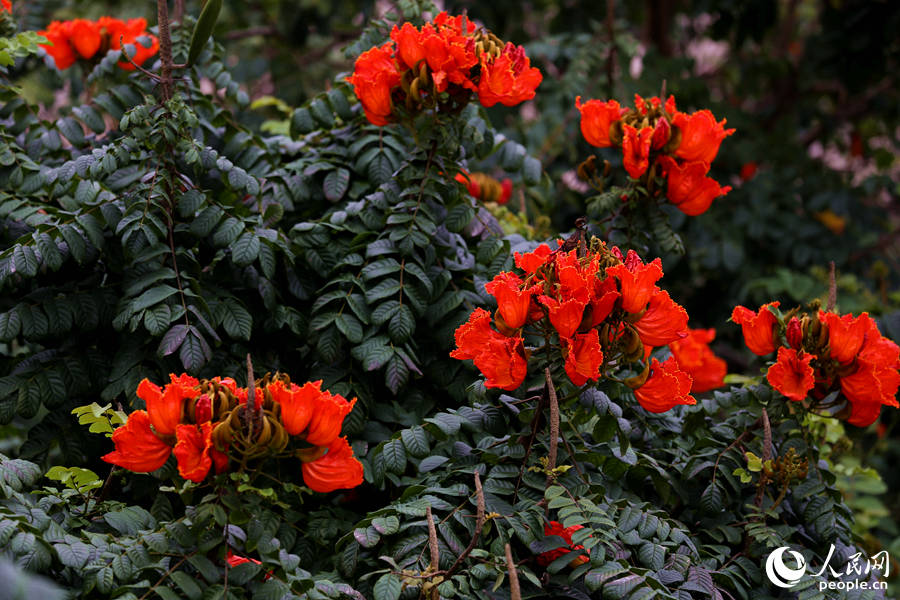 火焰木花朵聚成緊密的傘房式總狀花序。人民網(wǎng) 陳博攝