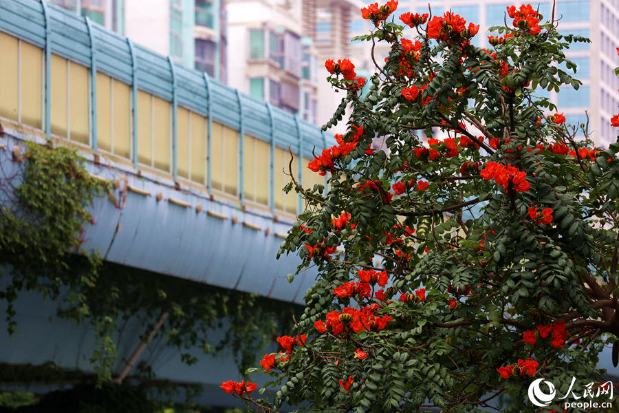 火焰木樹(shù)高10米以上，高度與BRT高架橋相當(dāng)。人民網(wǎng) 陳博攝