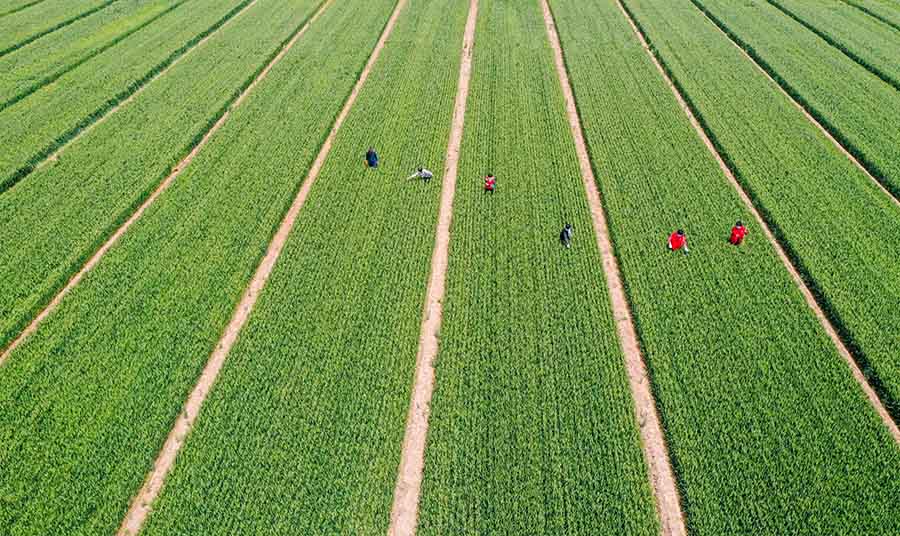 山東省鄒平市蔡家村高標(biāo)準(zhǔn)農(nóng)田，農(nóng)民在進(jìn)行去雜作業(yè)。