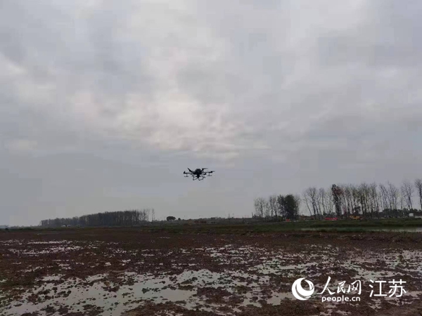 勝利圩高標準農(nóng)田進行無人機水稻播種。陽江鎮(zhèn)供圖