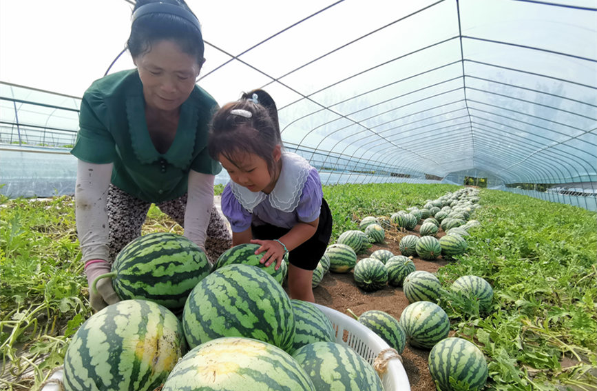 在北辰區(qū)雙街鎮(zhèn)的西瓜種植基地內(nèi)，種植農(nóng)戶們正忙著采收。陳立興攝
