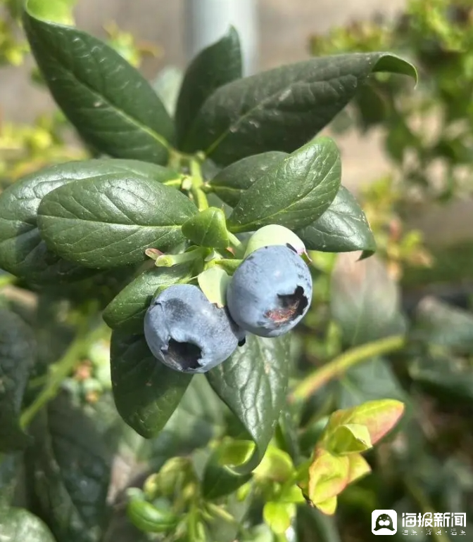 西瓜、藍莓、草莓上高原！山東濰坊援藏組因地制宜打造特色蔬菜發(fā)展中心
