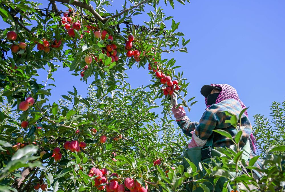 牢牢守住不發(fā)生規(guī)模性返貧致貧底線——西部脫貧地區(qū)“5年過渡期”一線觀察