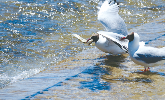 湟魚(yú)盛宴。