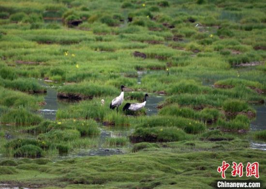 圖為祁連山國家公園青海片區(qū)內(nèi)的黑頸鶴?！∑钸B山國家公園青海省管理局供圖 攝