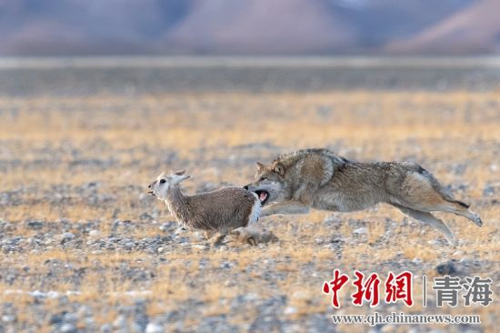 圖為獲獎作品。同海元供圖