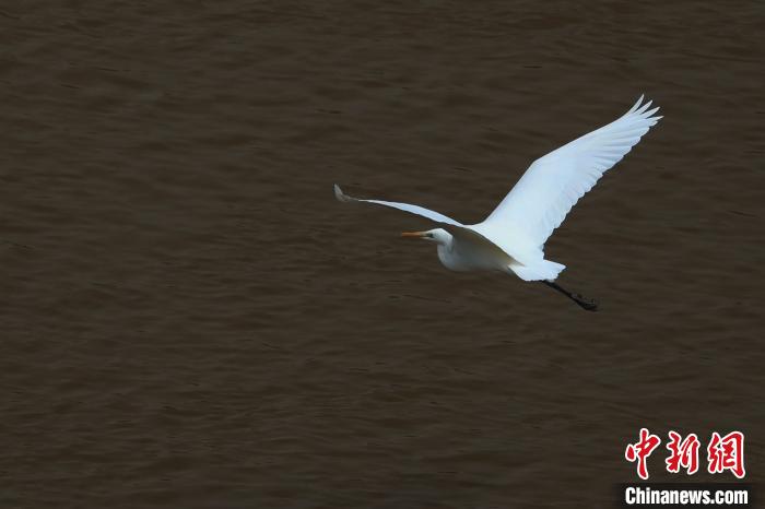 青?！澳赣H河”湟水水質(zhì)改善引鷺鳥嬉戲
