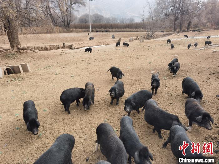 圖為藏香豬?！∑钤鲚?攝