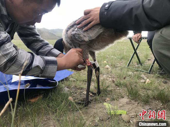 圖為研究人員為黑頸鶴佩戴GPS跟蹤設(shè)備。祁連山國(guó)家公園青海省管理局供圖