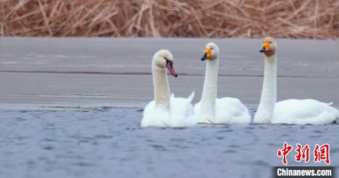 圖為疣鼻天鵝與大天鵝?！∏嗪?guó)家公園觀鳥協(xié)會(huì)供圖 攝