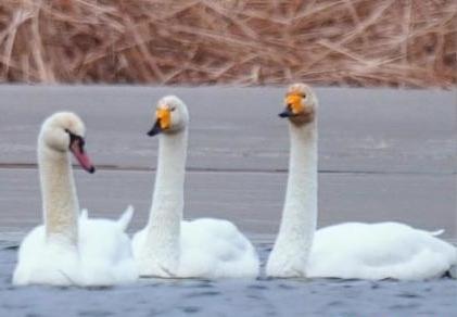 圖為疣鼻天鵝與大天鵝?！∏嗪夜珗@觀鳥協(xié)會供圖 攝