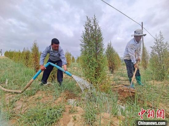 圖為扎西和村民給樹(shù)澆水?！∑钤鲚怼z