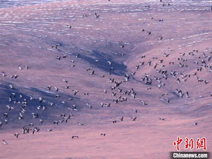 圖為黑頸鶴翔集于青海嘉塘草原上。　青海省玉樹藏族自治州稱多縣委宣傳部供圖