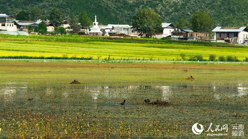 納帕海成為鳥類遷徙停留地。呂昊辰攝