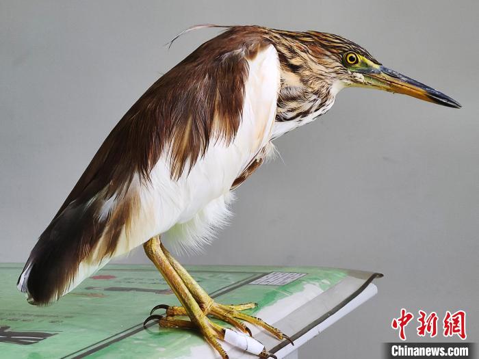 圖為被救助的國家一級重點(diǎn)保護(hù)動物池鷺。　柳澤田 攝